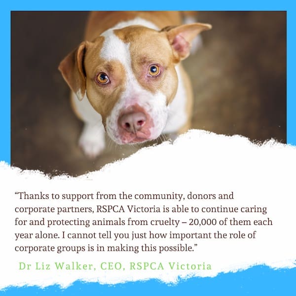 Rspca Quote